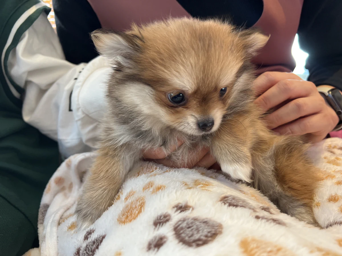 チワワ ポメラニアンのミックス犬 マロンが新しい家族になりました Hayase Tvブログ