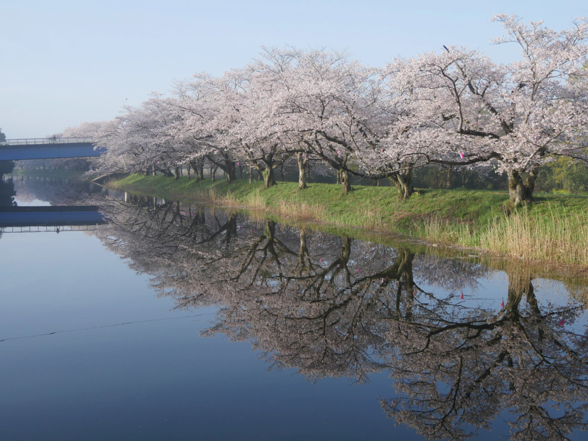 つくばみらい市の桜スポットの写真と動画をご紹介 Hayase Tvブログ