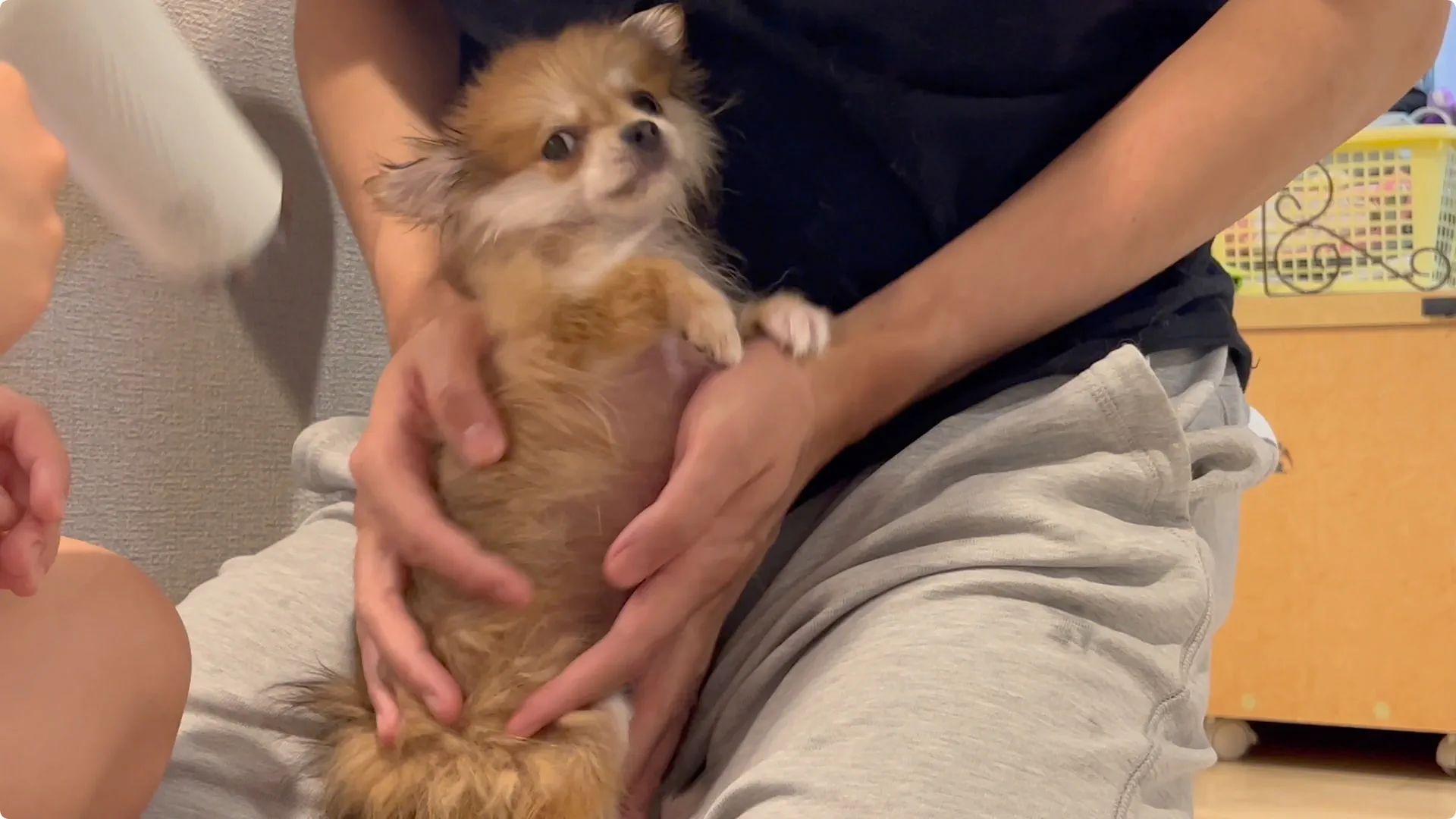 ペット用ドライルームが気になる（nello もしくは Drybo Plus