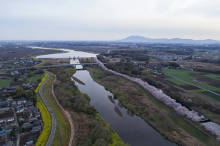 福岡堰の桜2017